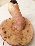 Xanthoconium purpureum image