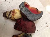 Boletus subluridellus image