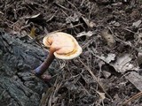 Ganoderma curtisii image