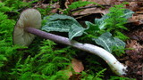 Entoloma violaceum image
