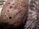 Scleroderma areolatum image