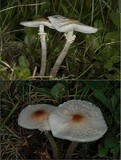 Lepiota cristata image