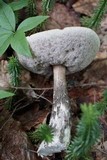 Leccinum snellii image