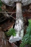 Leccinum snellii image