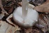 Megacollybia platyphylla image