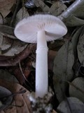 Amanita longistriata image