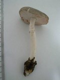 Amanita longistriata image