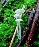 Roridomyces roridus image