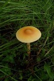 Amanita crocea image