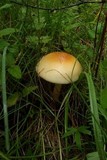 Amanita crocea image