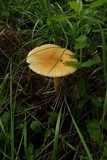 Amanita crocea image