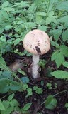 Amanita flavescens image