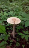 Amanita flavescens image