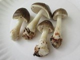 Amanita brunnescens image