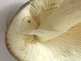 Amanita brunnescens image