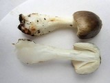Amanita brunnescens image