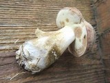 Boletus pallidus image