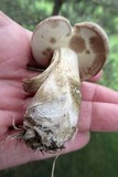 Boletus pallidus image