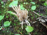 Clavaria fumosa image