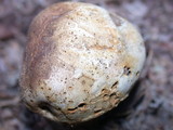 Scleroderma areolatum image