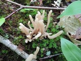 Clavaria fumosa image