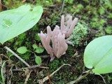Clavaria fumosa image