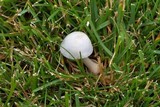 Volvariella pusilla image