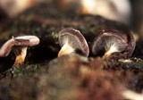 Diderma hemisphaericum image