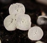 Diderma hemisphaericum image
