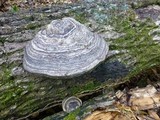 Fomes fasciatus image