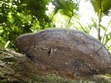 Fomes fasciatus image
