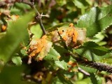 Phragmidium mucronatum image