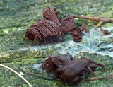 Stemonitis splendens image