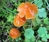 Hygrocybe psittacina var. perplexa image