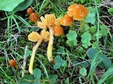 Hygrocybe psittacina var. perplexa image