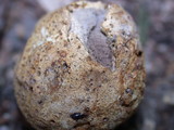 Scleroderma areolatum image