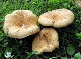 Lactarius psammicola image