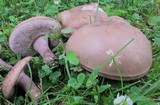 Tylopilus plumbeoviolaceus image
