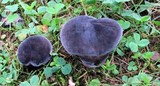 Tylopilus alboater image