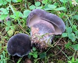 Tylopilus alboater image