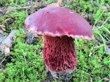 Butyriboletus frostii image