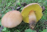 Aureoboletus innixus image