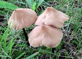 Entoloma conicum image