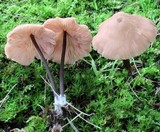 Entoloma conicum image