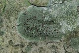 Bacidia inundata image