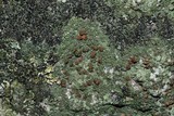 Bacidia inundata image
