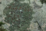 Bacidia inundata image