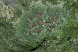 Bacidia inundata image