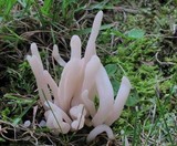 Clavaria fumosa image