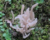 Clavaria fumosa image